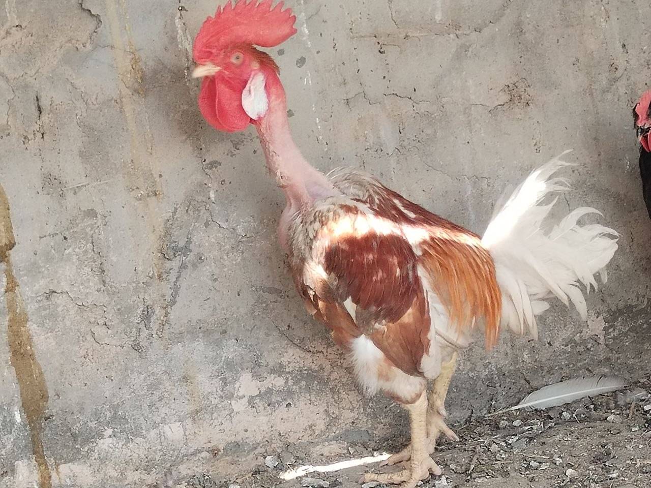دجاجات • كربلاء • صاحيات