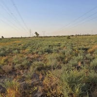 الديوانية السدير • ١٠ دونم • ٣ بيوت وبستان