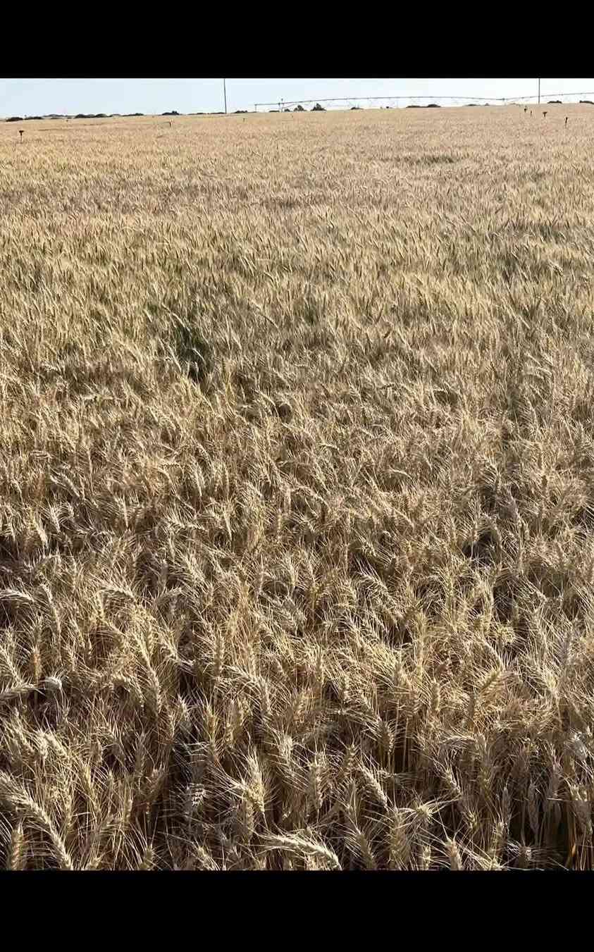 🌾 نشتري الحنطة بأفضل الأسعار التنافسية في السوق.
💵 شراء الحنطة والدفع نقدًا وفور الاستلام.
✅ أسعار مجزية – تعامل موثوق – دفع فوري.
🌾 نستقبل جميع كميات الحنطة بأسعار عادلة ومنافسة.
اذا ما عندك سيارة نجيك للباب بيتك بس أتصل على الارقام 
***********

مفتحين على مدار 24 ساعة نشتري أعلى السوك
