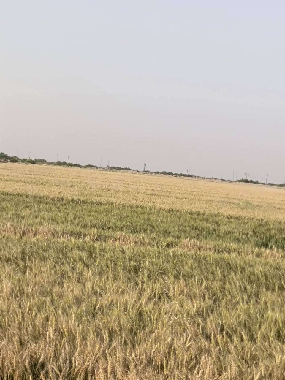 ارض زراعيه ١٠ دوانم  سند ٢٥ خصبه جدا 
تبعد ع الشارع ١٠٠ متر وتبعد ع نهر دجله ٥٠٠ متر  كافه شروط السكن 

المكان الصويره 
***********
***********
