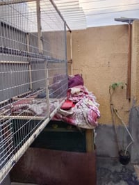 قفص طيور • حديد ثخين • ٢١٦×٧٥×١م