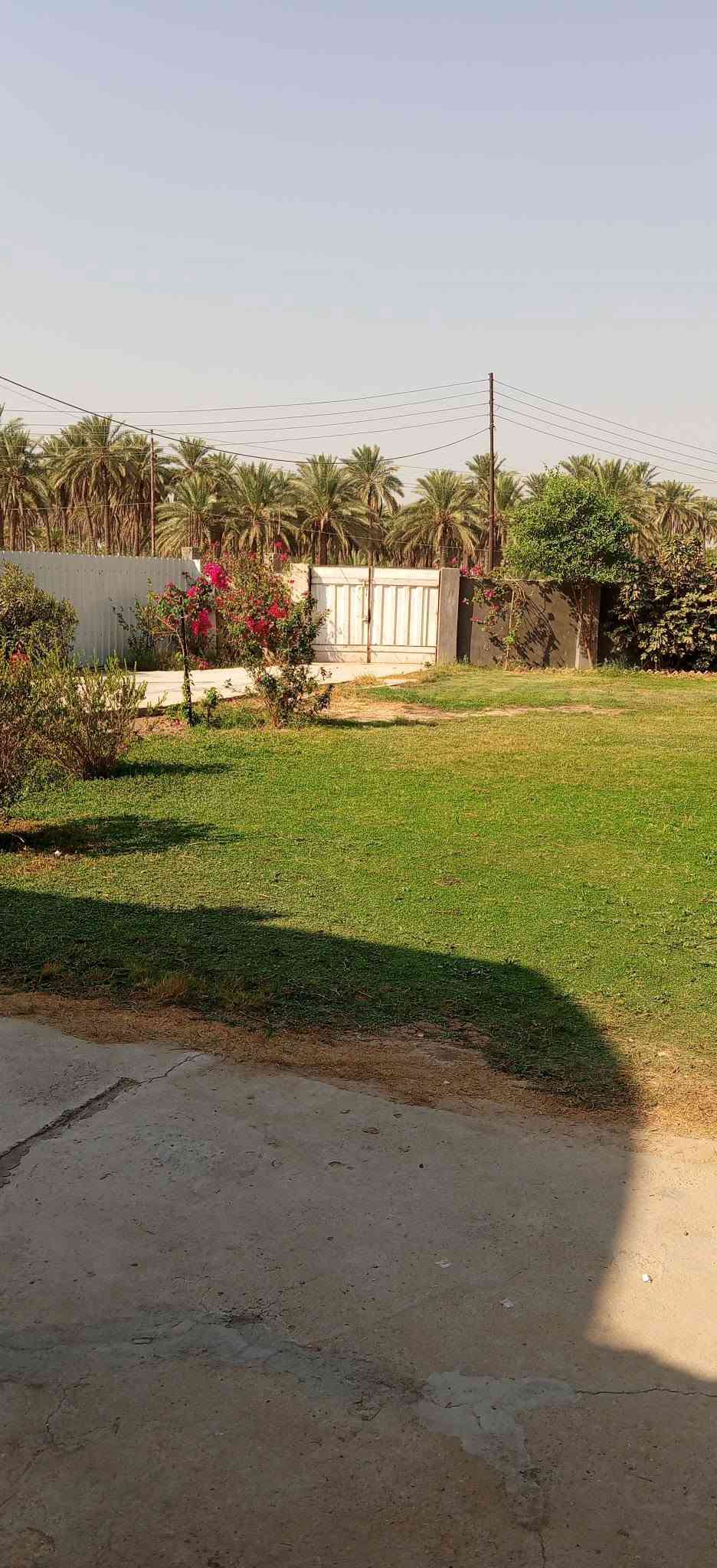 طريق العلويه شريفه • ٢٧٠٠م • ٢٨ نخلة