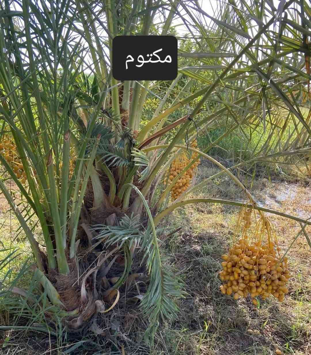 بسم الله الرحمن الرحيم 
يتوفر مجهول بكل الحجام 125 الف كذلك
 يتوفر فسائل بلگه سعر 50 الف فقط 
يتوفر  بريم.  سعر الفسيله 35  الف 
يتوفر ام البلاليز سعر الفسيله 75 الف
يتوفر مكتوم سعر الفسيله 50 الف
ملاحظه يوجد توصيل لجميع محافظات العراق للتواصل الاتصال او واتساب على الارقام الإتيه ***********//***********

