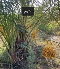 مجهول بكل الحجام • بريم • ام البلاليز