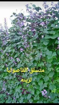 بذور • متسلق الفاصوليا • السماوه