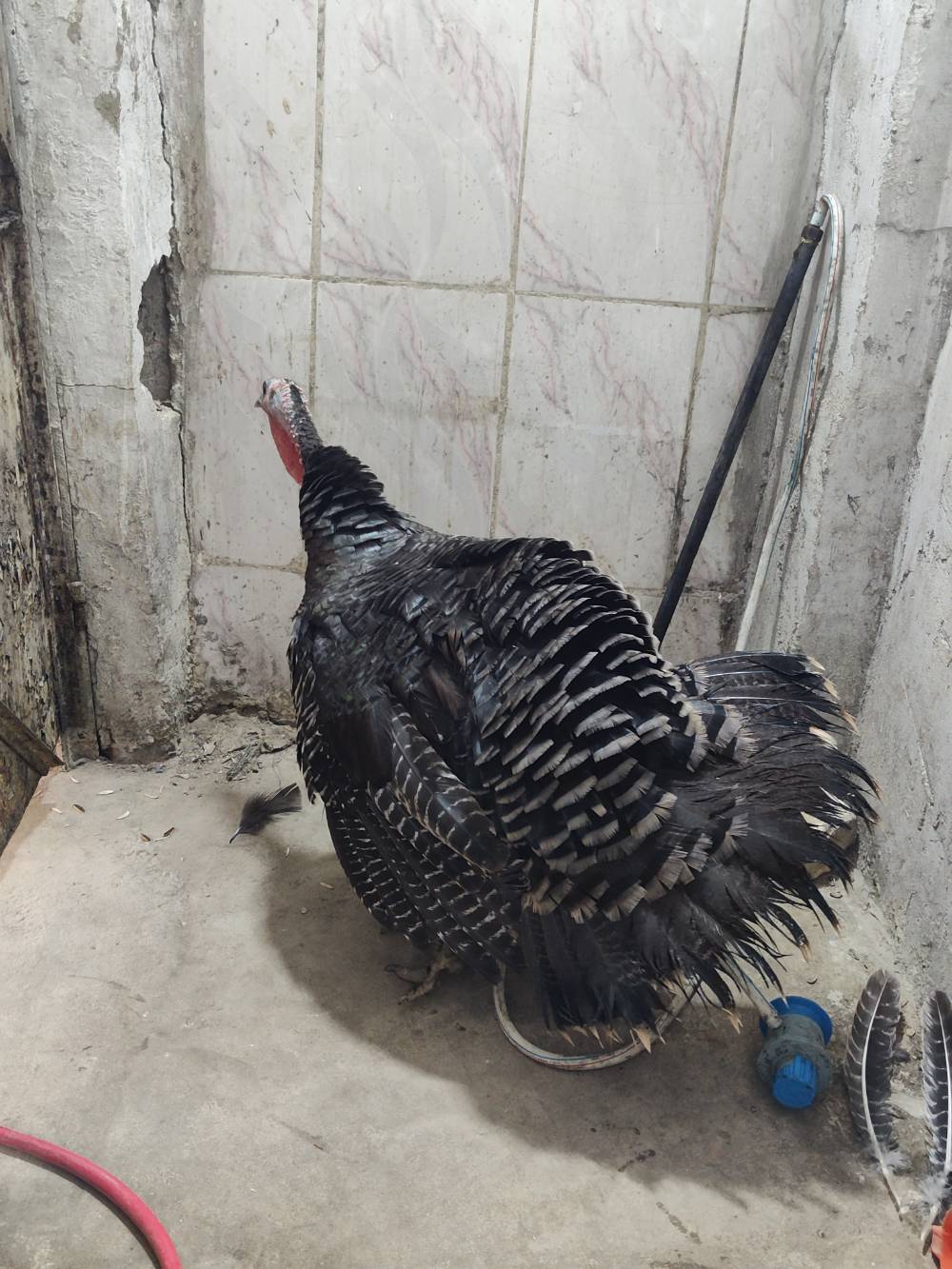 بغداد • نثية بياضه • صحتها جيدة
