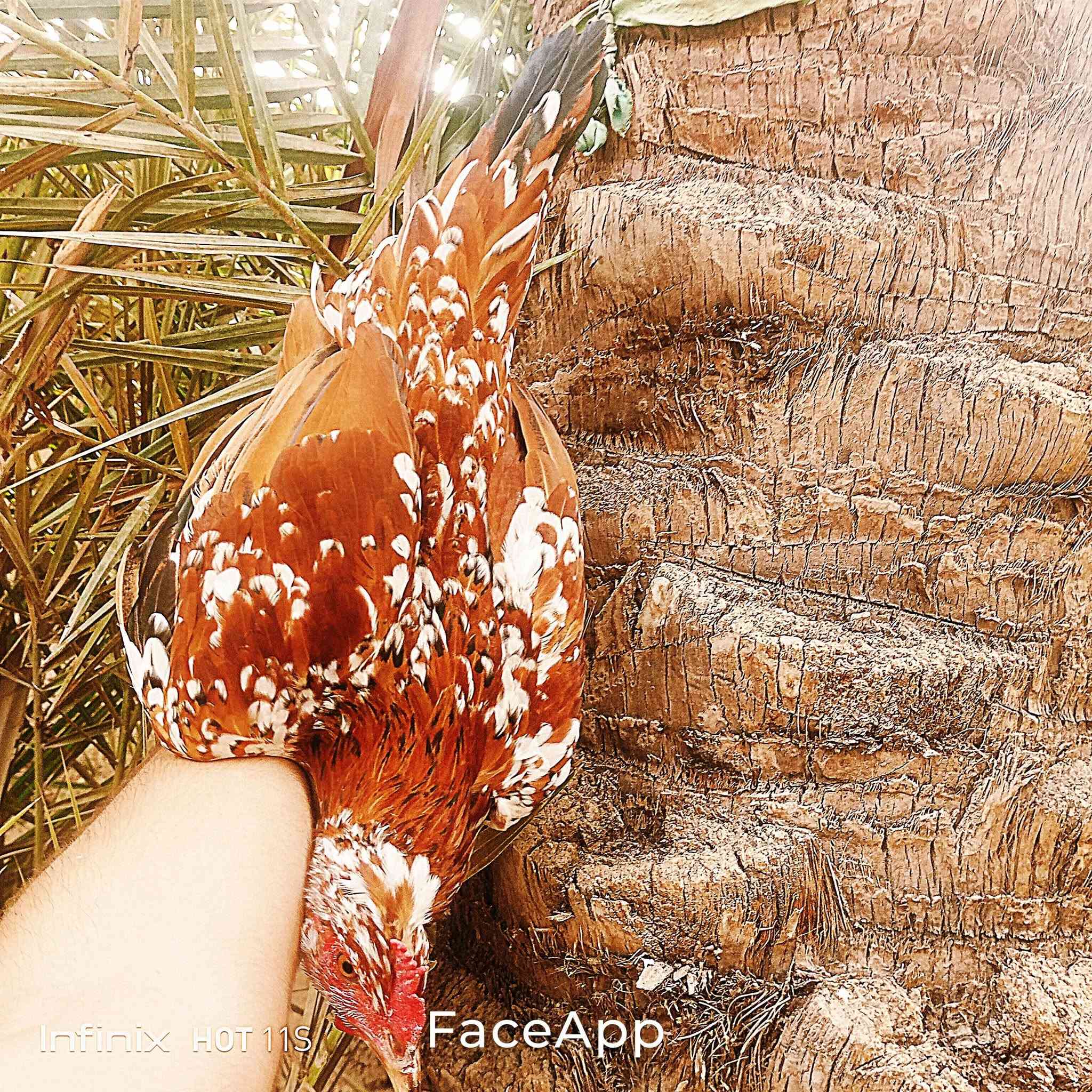 سبع البور الضباط • ديج • دجاجه