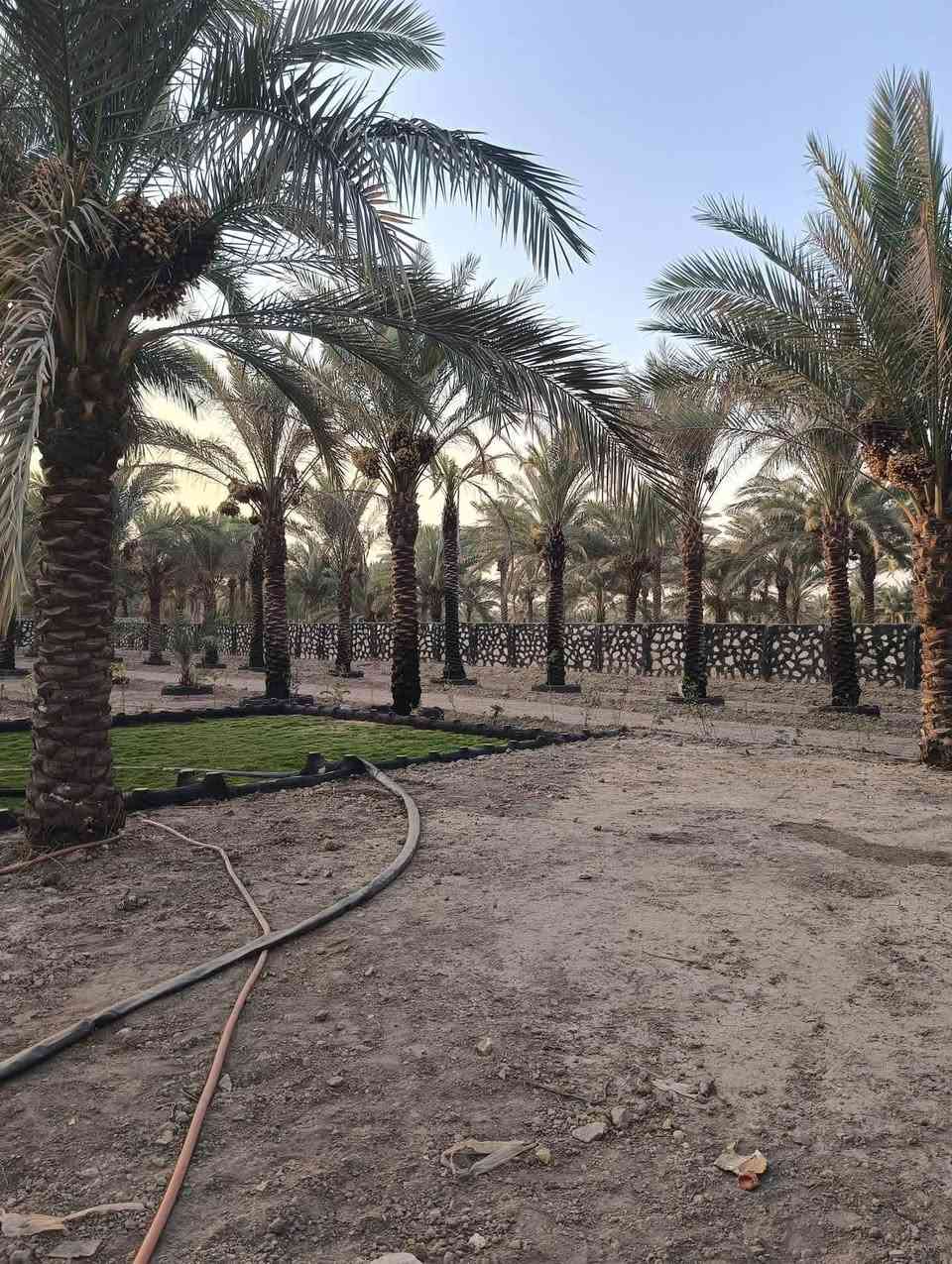 *🔥 دونم للبيع - فرصة استثمارية وسكنية مميزة 🔥*

*📍 الموقع:* مدخل الإمام بكر - طريق إبراهيم الخليل - بعد مرقد إبراهيم الخليل بمسافة قليلة - الحلة

*📐 المواصفات:*
- المساحة: دونم كامل (2500 م²)
- الواجهة: 40 متر على شارع تبليط مباشر
- الطابو: زراعي سند 25 تحويل مباشر مضمون
- مسيج بالكامل + مزروع نخيل وحمضيات
- يصلح: مزرعة، سكن، مزرعة ترفيهية، استراحة
- الموقع جداً هادئ وراقي وعلى تبليط

*💧 الخدمات:*
- موجود مي سقي + مي إسالة
- كهرباء واصلة
- شارع تبليط لحد القطعة

*📞 للاستفسار:*
اتصال: *************
واتساب: *************
