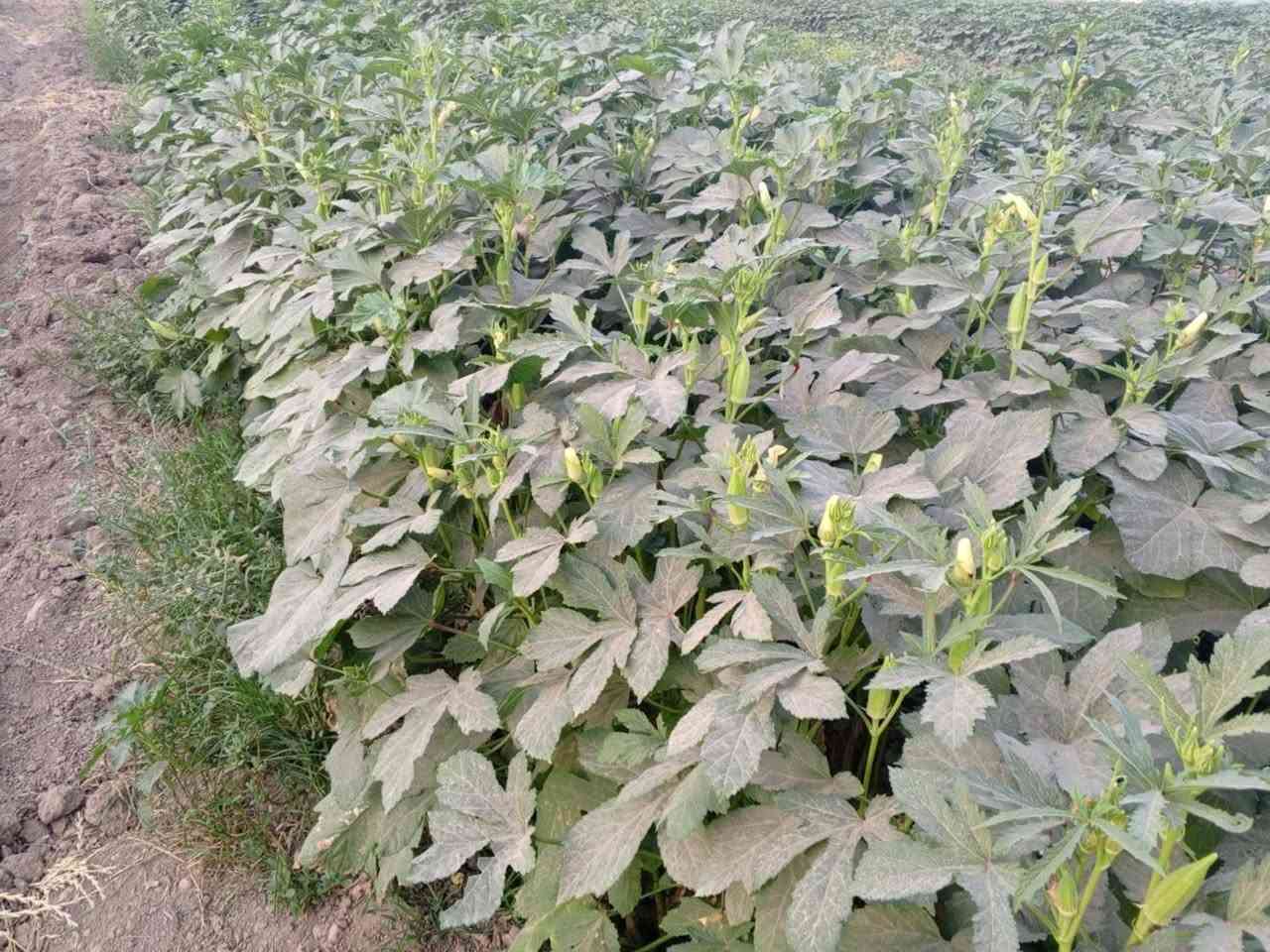 يوجد بذور باميه فرنسيه بنت القوطيه الربعينيه جيل أول ***********متعهد للنتاجيه لون الغصن اخضر فاتح
