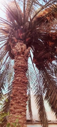 نخلة • رطب • سعف