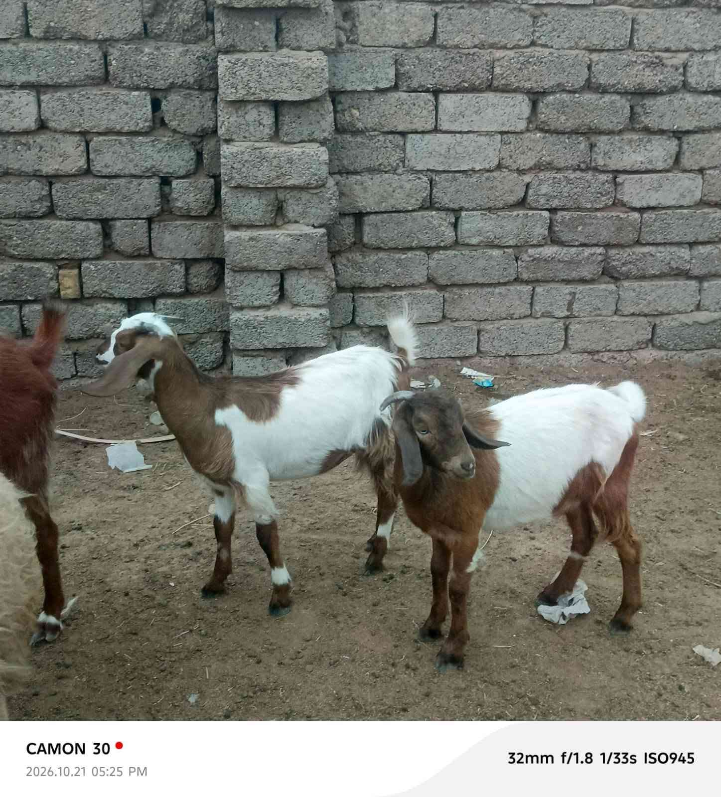 صخلات • العدد ٧ • البوعجيل