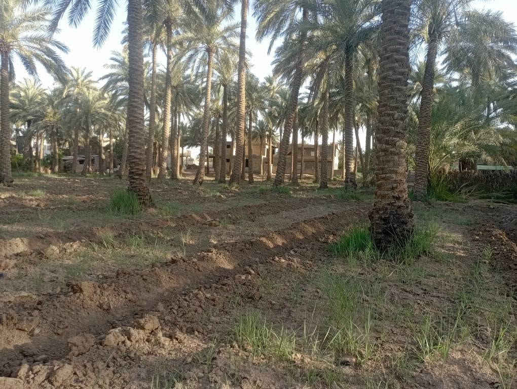 سلام عليكم يتوفر نصف دونم للبيع يبعد عن شارع حله بغداد مسافة 300متر سعر 65مليون يتوفر دارين للبيع مساحة 650متر جنس الأرض ملك صرف زراعي حق التصرف بناء حديث البيت الاول جاهز والبيت الثاني هيكل مسقف مئسس ماء كهرباء مجاري باقي على تشطيب وقطعه 200متر  حديقه الي يحب يتواصل رقم الهاتف *********** حلة, بابل
