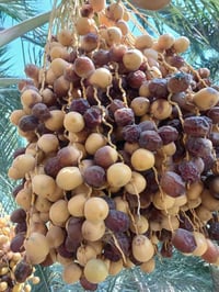 فسائل جوزي • عدد ٦ • توصيل السماوه
