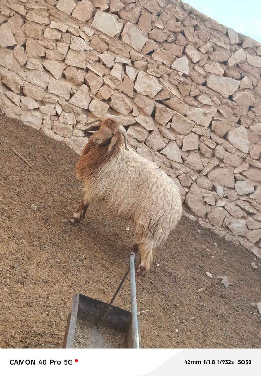 طلي خشنه • فحل • بروانه سنجك