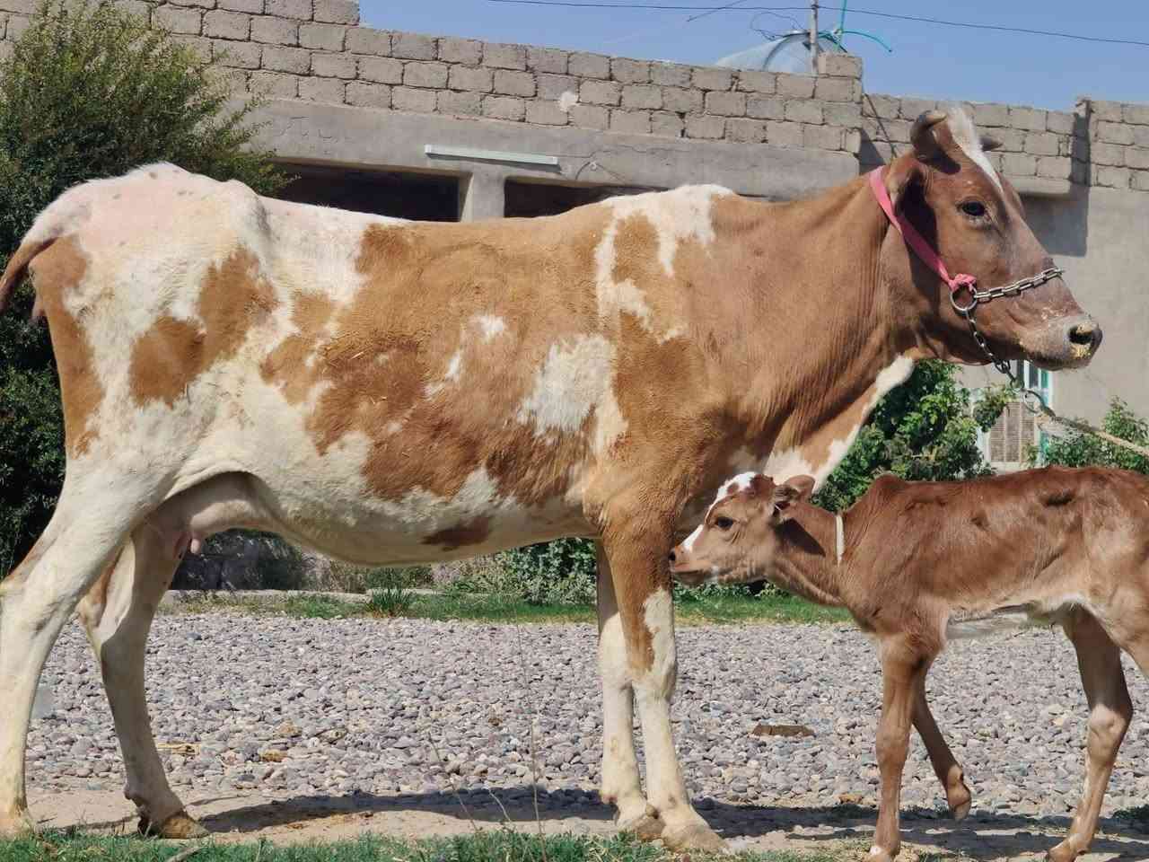 بقره رغوث وراها حولي ولاد جديد حليب خير من الله وشرط الدسامه مكفله على كل عيب للاستفسار الاتصال على الرقم 
*********** السعر ٢٥٠٠ وبيها مجال 
ملاحضه يرهم مراوس بحلال
