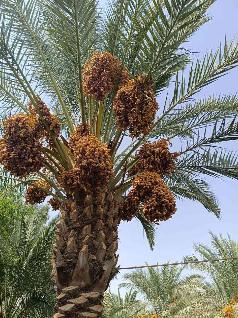 سلام عليكم
يوجد تمر للبيع زهدي وشويثي وعمراني بستان كامل تمر معلك (يعني تكص وتاخذ ) عنوان دوانيه مركز فسايل مختلفه200 نخله  ***********
