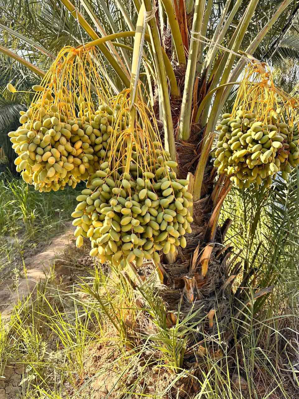 بستان للبيع المساحه 1200م يحتوي على نخيل حمال كما في الصوره العدد 85نخله نوع النخيل
شكر وشويثي وگنطار  بل الاضافه الى 
تين عدد 4 وتكي عدد 6ونبك عدد 4سبب البيع عدم التفرغ العنوان الصخين مقابل الطاقه الكهربائيه جيهه الجامعه للتواصل على الرقم ***********
