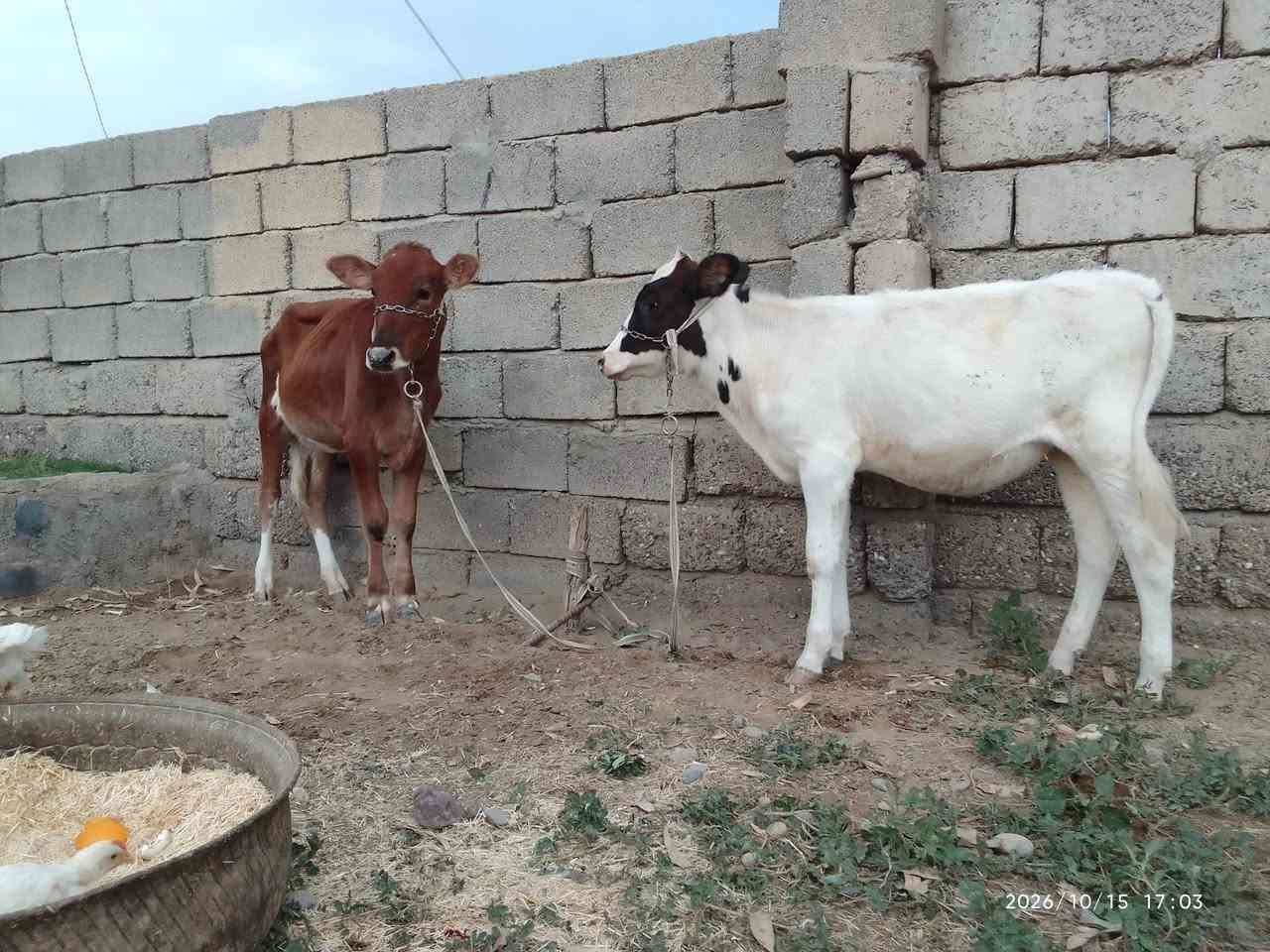 حوليات • درجة أولى • الشرقاط