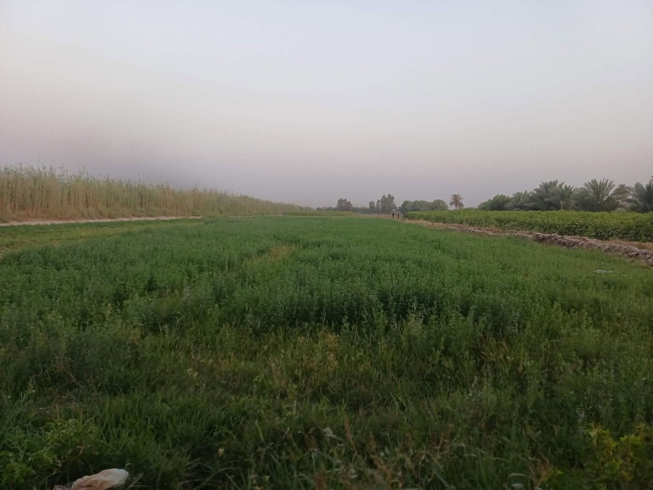 سلام عليكم أرض زراعيه ٢٠ دونم طابو سند ٢٥ وبيها ماي وكهرباء ومدرسه بيها ٢ بيوت جاهزات للسكن شارع قريب عليها مكان الارض براكيه قريبه ع شارع حمزه الغربي وآل شوملي قريبه ع سريع مداور مباشر كاع حلوه كلها زراعه ملاحضه مكلف بل نشر رقم صاحب الأرض ***********
