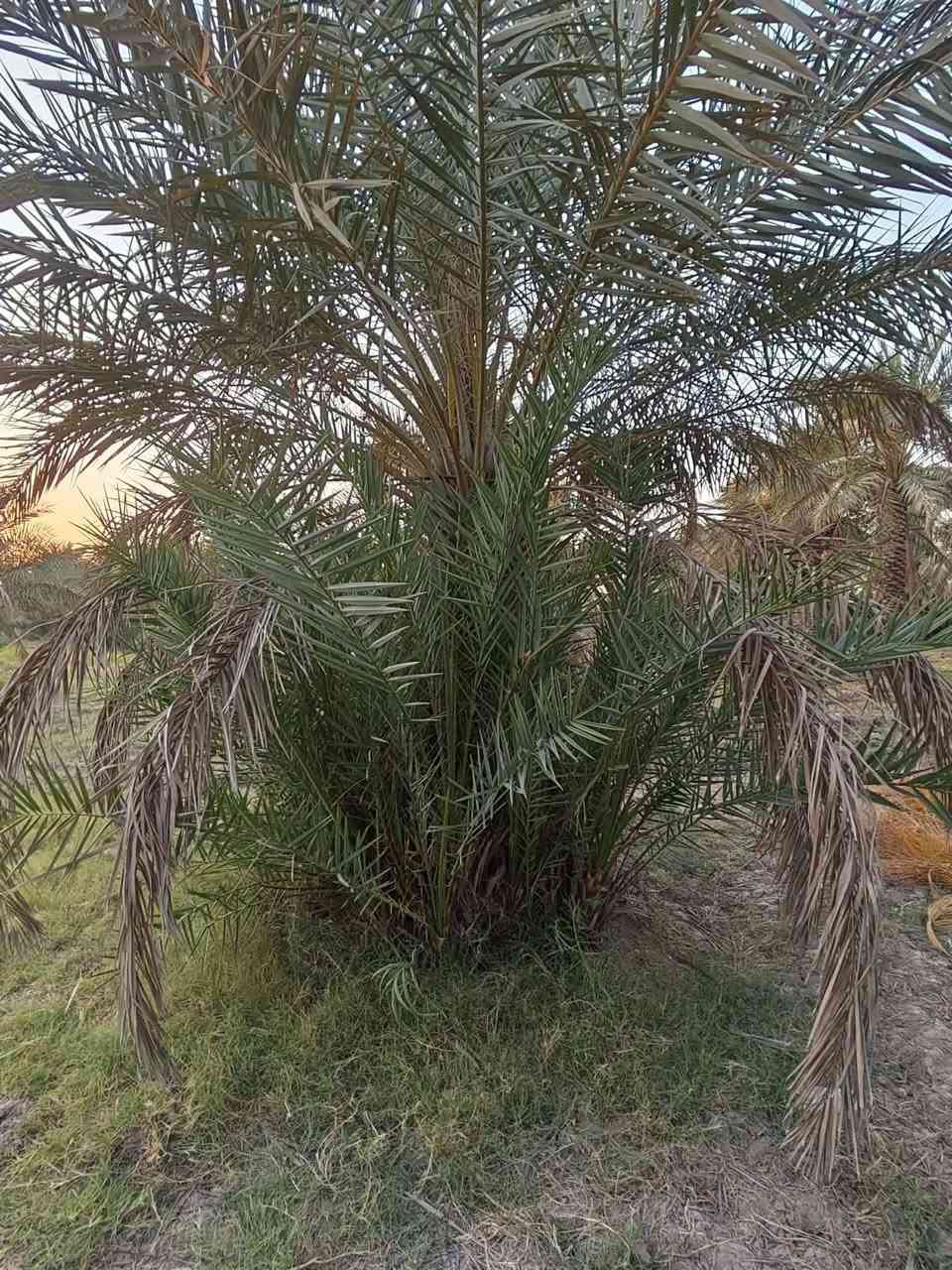 فسيلة • ست عمران • خضراوي