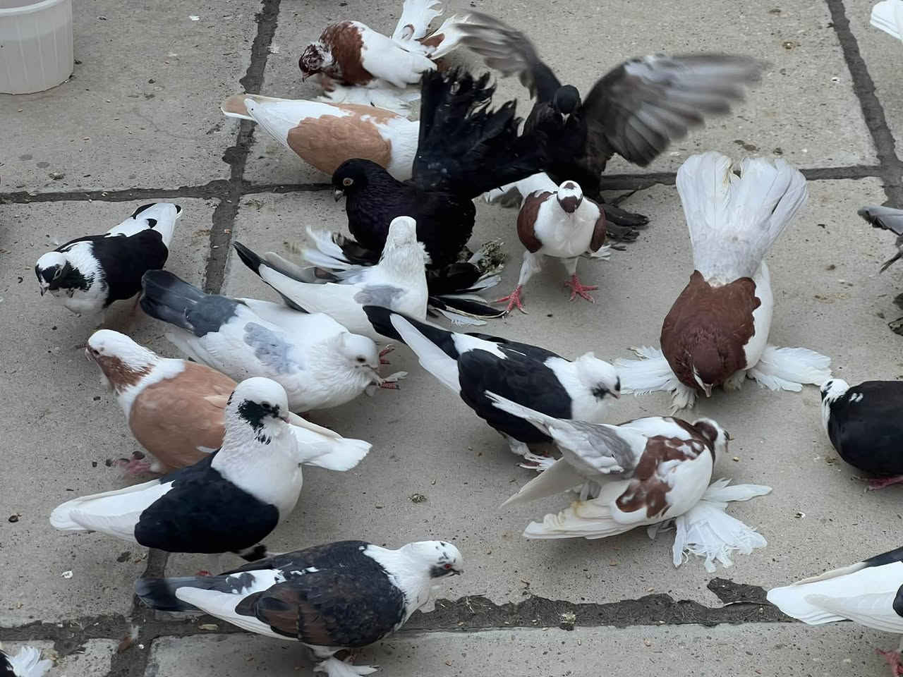 ارافل • ٨ زواج • كركوك