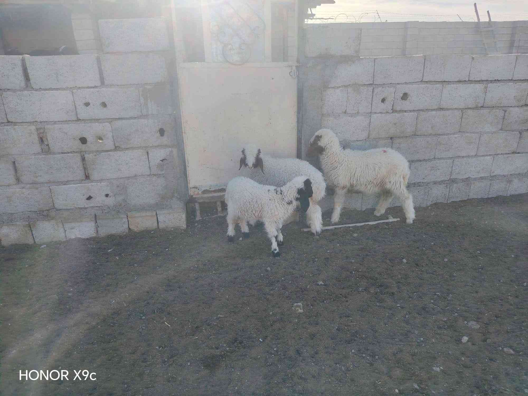 هونر X9c • للبيع • ٣ قطع