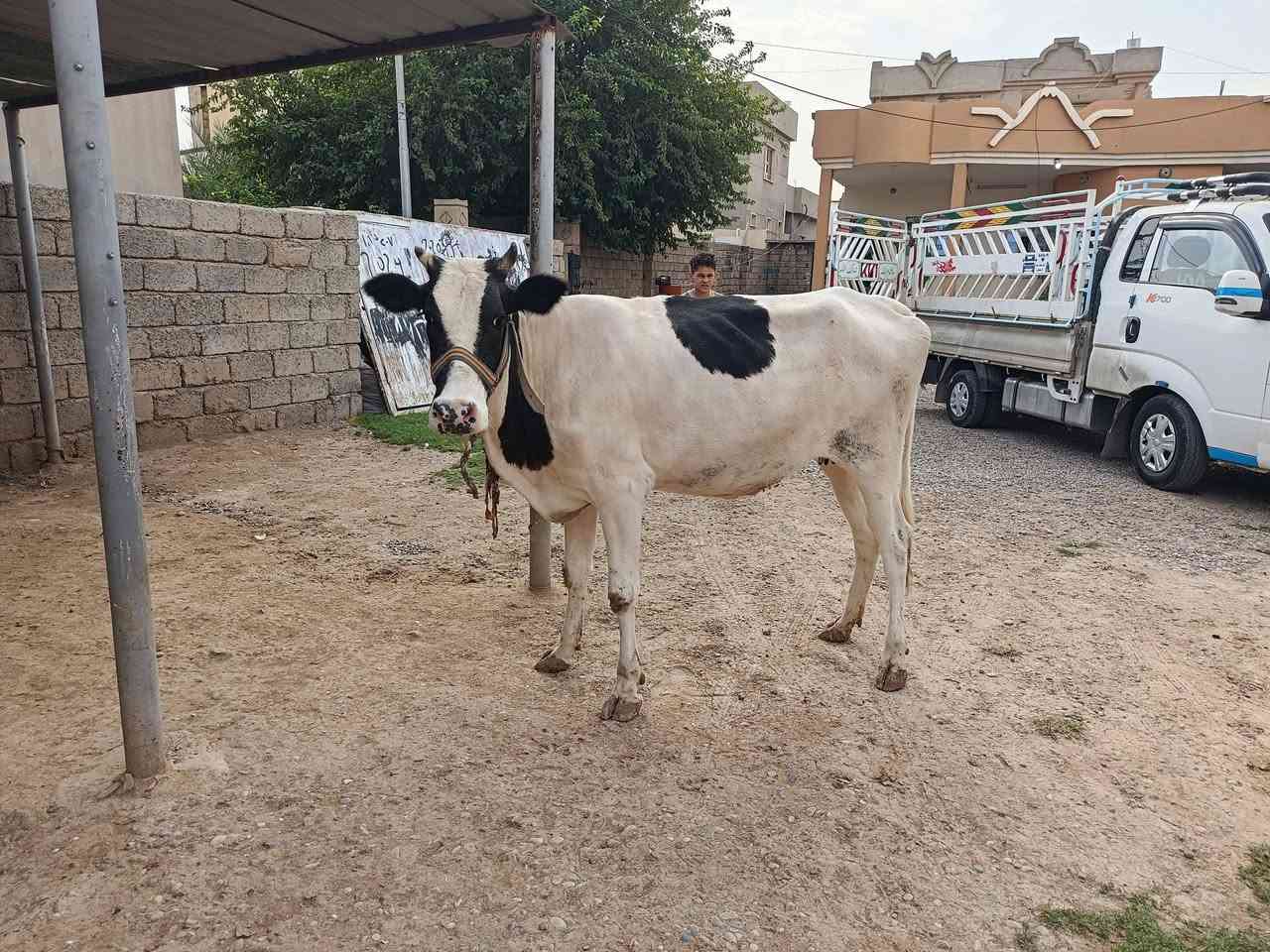 بقرة فريزن • حامل ٧شهور • الشركاط قريت الحوريه