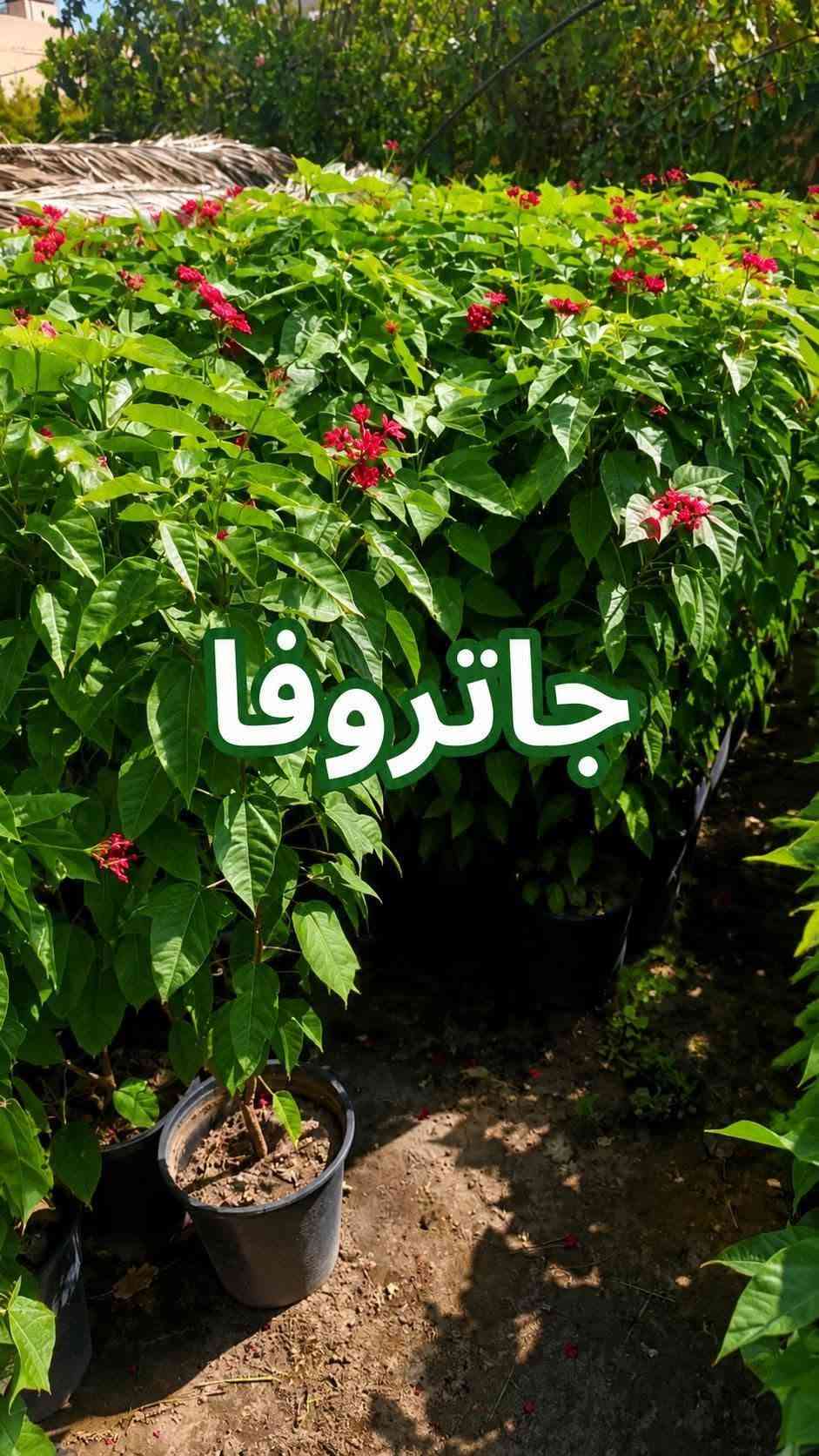السلام عليكم متابعينا🤍.
🌿🌸 خلّوا الجمال يبدأ من حديقتكم 🌸🌿
إذا تحبون تضيفون لمسة مميزة لبيتكم أو حديقتكم، وفرنا لكم تشكيلة جميلة ومتنوعة من أشجار وشتلات الزينة 🌳🌱
أصناف مختلفة، ألوان جميلة، وأزهار تضيف للمكان حيوية وأناقة وتخليه أكثر جمالاً وتميزاً 💚
🌱 شتلات قوية وسليمة
🌸 تشكيلة متنوعة من أشجار الزينة
🌿 مناسبة للحدائق والبيوت والمساحات الخارجية
✨ اختيارات تناسب مختلف الأذواق
اختاروا النباتات اللي تحبوها، وخلّوا مساحتكم الخضراء أجمل يوم بعد يوم 💜
📍متوفر توصيل لجميع محافظات العراق🚗🚗
📍 للحجز والاستفسار مراسله الصفحه او مراسلتنا على واتساب من خلال الرقم: ***********

نص مكتوب في الصور:
- شجرة انتكوميا برتقالي محمر
- متسلق ياسمين هندي احمر
- شجرة بونسيانا حمراء
- شجرة اكاسيا حمراء
- متسلق ياسمين ازرق
- جاتروفا
- وردة القهوة
- بنفسجي
- نبات المطاط