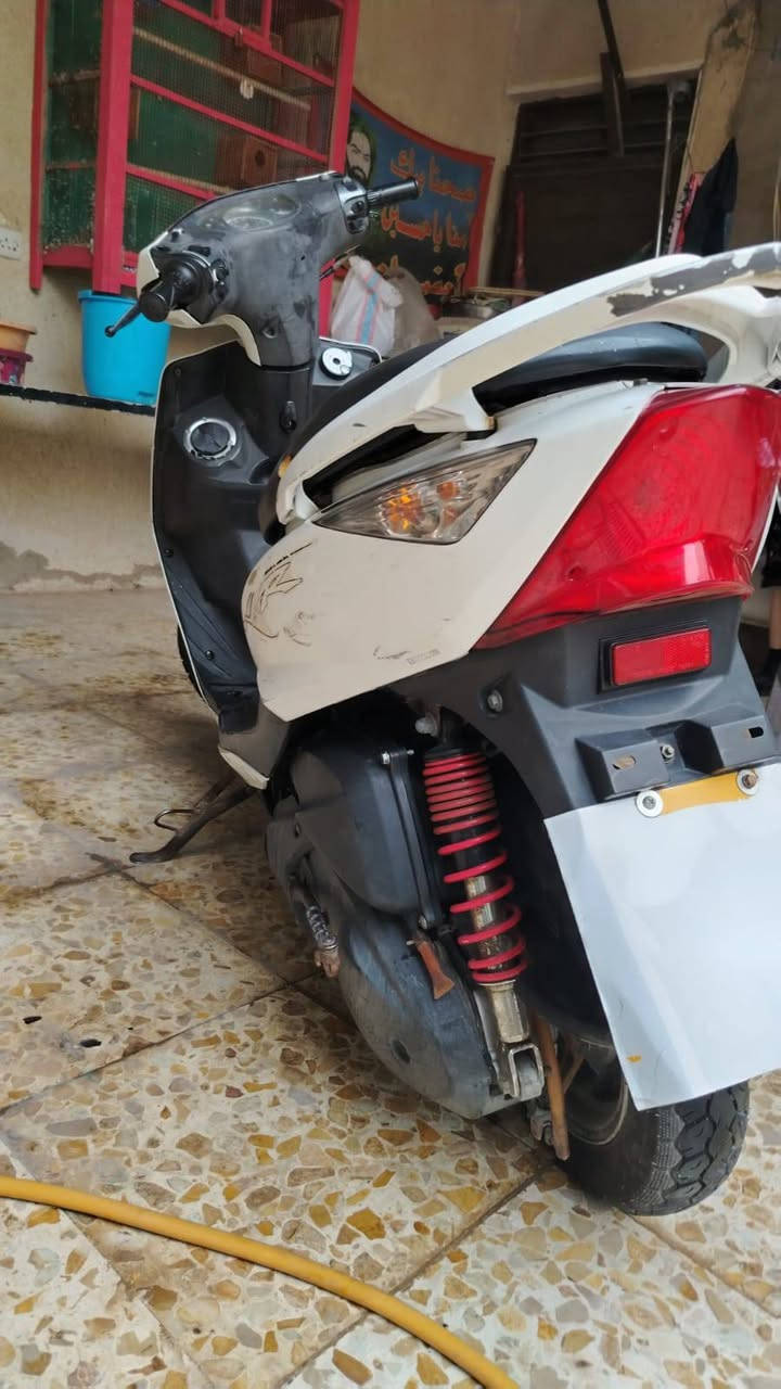 ثعلب • جيتي ار • ما مفتوحه