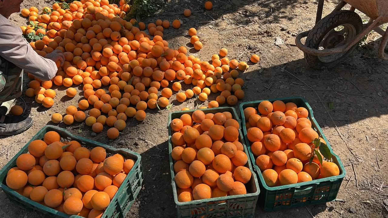 ٤ دوانم • طابو زراعي • الحويش