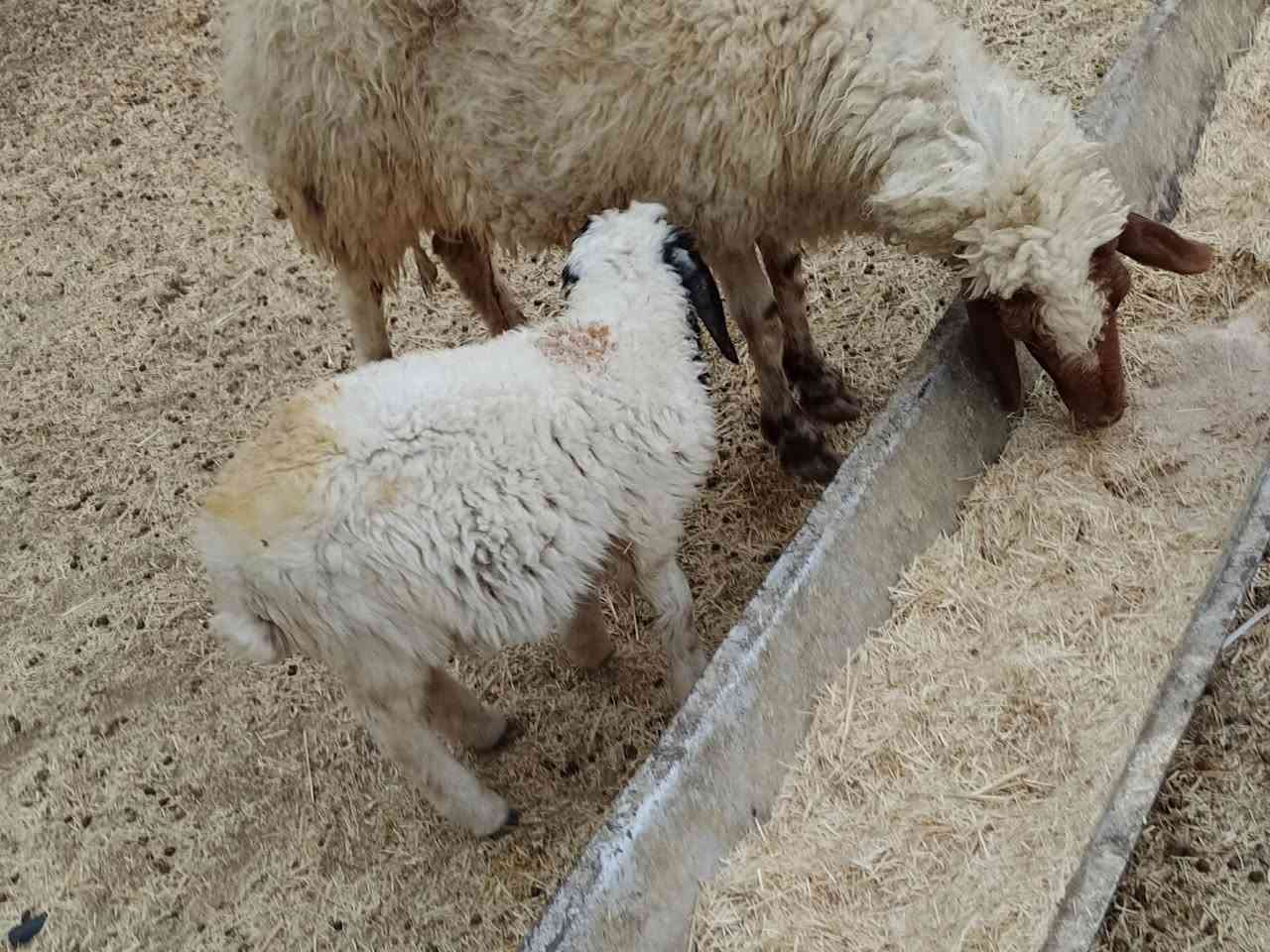 يوجد مطفل وراها طلي فاخره فول شرط سن وشطر مال جنيه ام ثاني شرط السعر 500 الف المكان بيجي رقم الهاتف ***********

