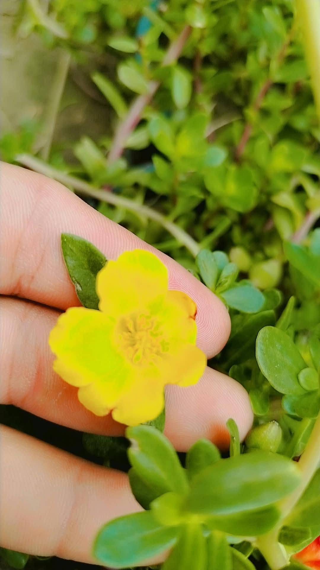 مشتل حسين مناف • ورود • أشجار