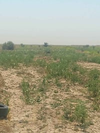 خلف لحولي • بيتين • دونم وربع