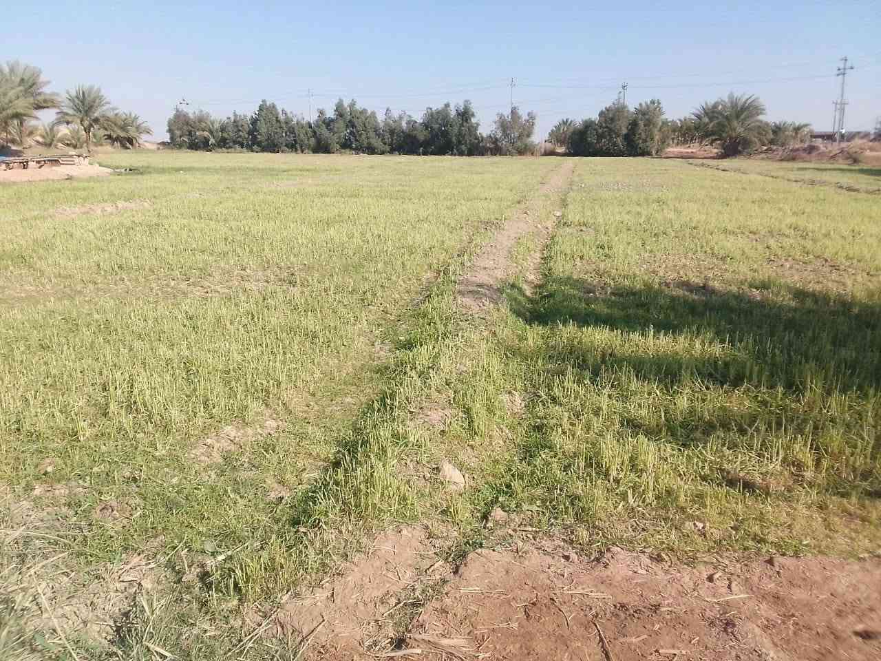 كاع ٣١٠ دونم بالدبوني بيه ٤ بيوت ومضيف وبستان نخل وعقود زراعيه الكاع كله مشتغلين باليزر وبزول درجه اولا الاستفسار الاتصال ***********/ ***********
