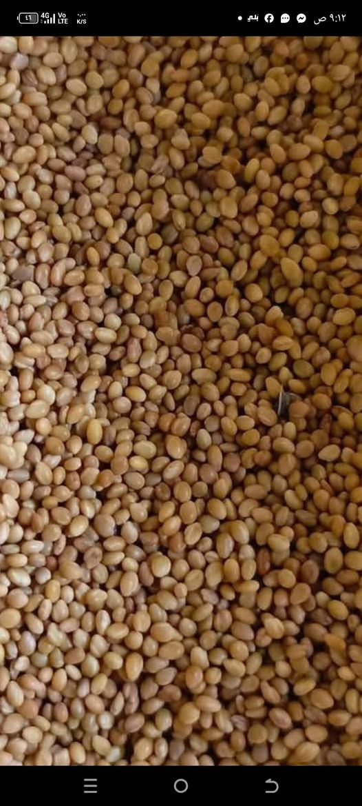 .متوفر عندي بذور البرسيم المصري
بذور قوية وانتاج وفير
اشتركو في كروب تجهيزات ازرع متخصصة في عرض جميع انواع البذور والاسمدة والمبيدات
رابط الصفحة
https://www.facebook.com/share/g/19RiomNBe6/
البرسيم المصري يعتبر عاملا أساسيا في المحافظة على خصوبة الأراضي  و تحسين خواصها الطبيعية و الكيمائية و الحيوية حيث انه يضيف حوالي 130 كجم آزوت/للدونم على نهاية الموسم.

يستخدم البرسيم أيضا كسماد اخضر حيث يثم حرث بقاياه في الأرض. و البرسيم افضل البقوليات في هذا المجال لسرعة تحلل بقاياه و تحولها إلي مواد صالحة لتغذية النبات و تحسين خواص التربة.
القيمة الغذائية للبرسيم
يعتبر البرسيم غذاءا كاملا للحيوانات لاحتوائه على نسبة مرتفعة من البروتين كما يحتوى على عدد واف من الأحماض الأمينية التي تساعد على إدرار اللبن كما انه غنى بالكالسيوم و الفوسفور كما أن البرسيم يحتوى على نسبة من الكاروتين و فيتامينات د ،هـ، ك.

يعطي محصول البرسيم عدة حشات حتى نهاية الموسم 
ويمكن الحصول على البذور منه ايظا 
سعر الكيلو الدرجة اولى
٣٤٠٠  / ثلاثة الاف واربعمئة دينار
للاتصال والحجز 
*********** 
يوجد توصيل لجميع المحافظات
