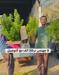 جهنمي • ٥ شتلات • توصيل