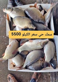 سمك مسكوف • سمك حي طازج • توصيل بسماية