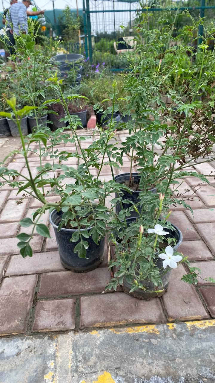 جهنمية بنفسجية • ياسمين عراقي عطري • توصيل محلي