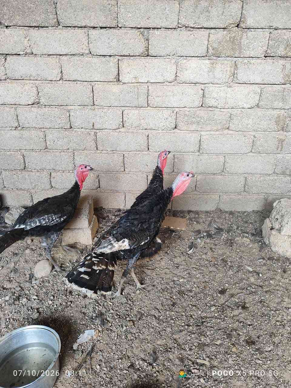 البصرة • ٧ فحول • ١ أماية