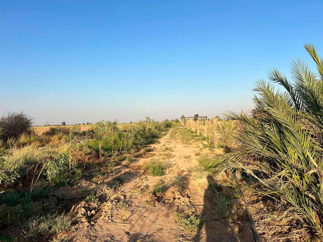 السلام عليكم
قطعة ارض طابو مساحة ٥ دونم للبيع الموقع ديالى طريق الحولي خان بني سعد تحتوي على اشجار نخيل مزروعة حديثاً والارض مسيجا باشجار كثيفة  من كل الاتجاهات  تحتوي على ماء وكهرباء تصلح ان تكون سكني تجاري صناعي زراعي 

للاستفسار الاتصال على ***********
