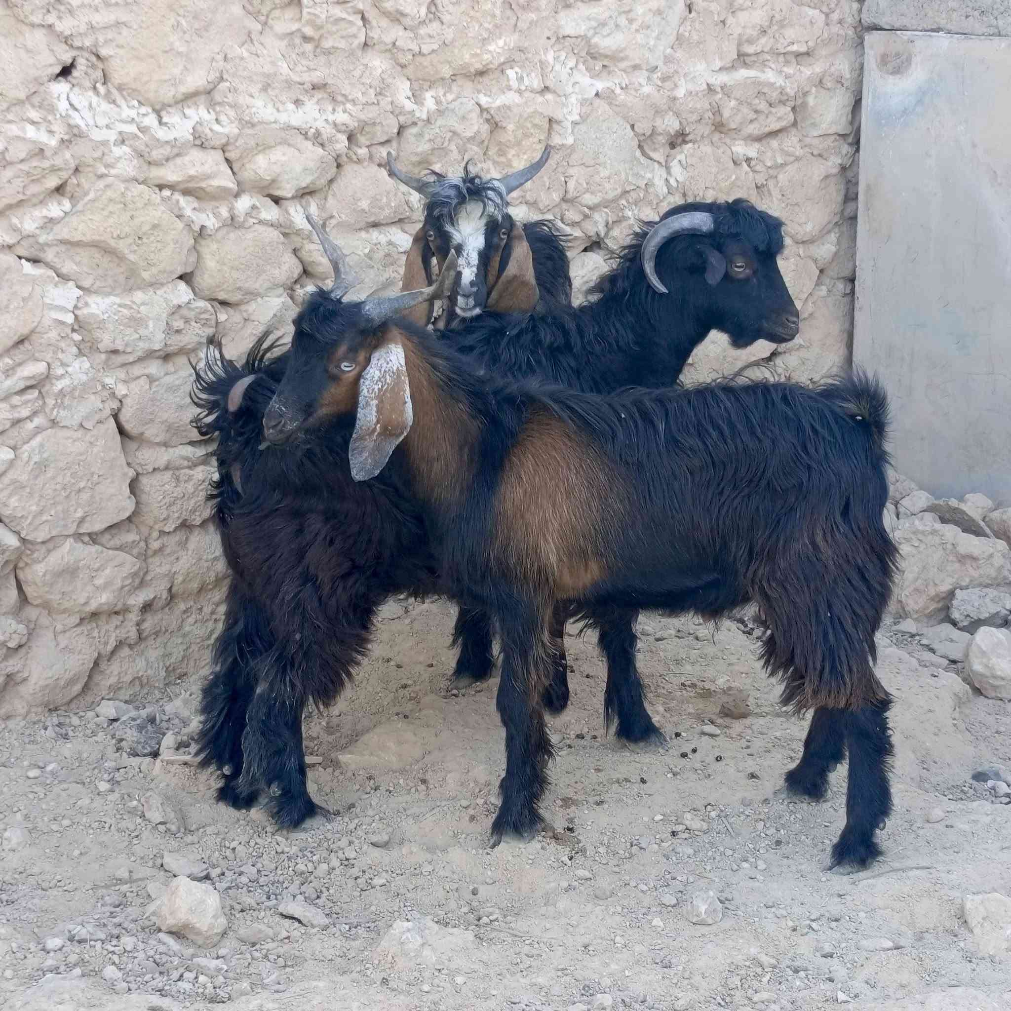 حلال • نضيف • خشنات