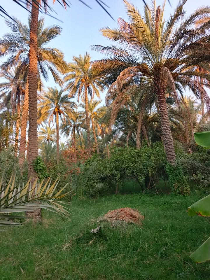 السلام عليكم
بستان مساحه 700متر في كربلاء شارع السيده زينب يبعد عن الامام 10 دقايق بلسياره 

تكدر تشتري 700كامله او نصفها او فقط 100متر 

 (بستان زراعي سند 25)  بواجهية 36 على طول فرع و نزال 19.45 مغروسه بأشجار و نخيل و ماء أروائي سقي من نهر الحسينينة القطعة تبعد عن الشارع العام 600 متر داخل فرع عرض شارعهة 6 امتار خدمات ماء + كهرباء واصل للقطعة تنفع قطع و ومنتجع للاستثمار 
للأستفسار الأتصال على الرقم ***********
