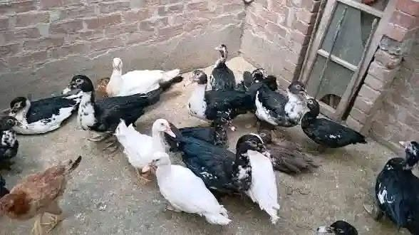 نثايه بش مصري • زوج • جويميسه الغربيه