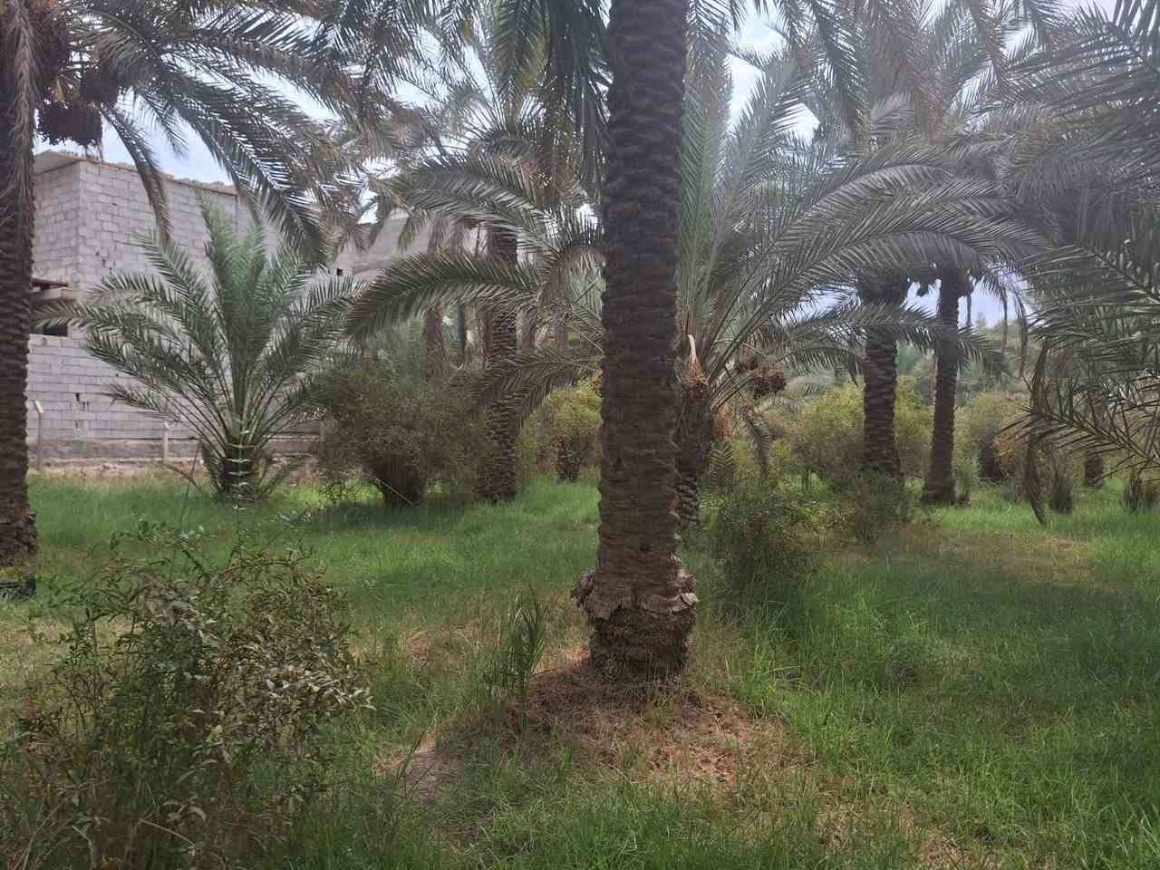 دونم ونص • واجهة ٣٤م • طابو سند ٢٥