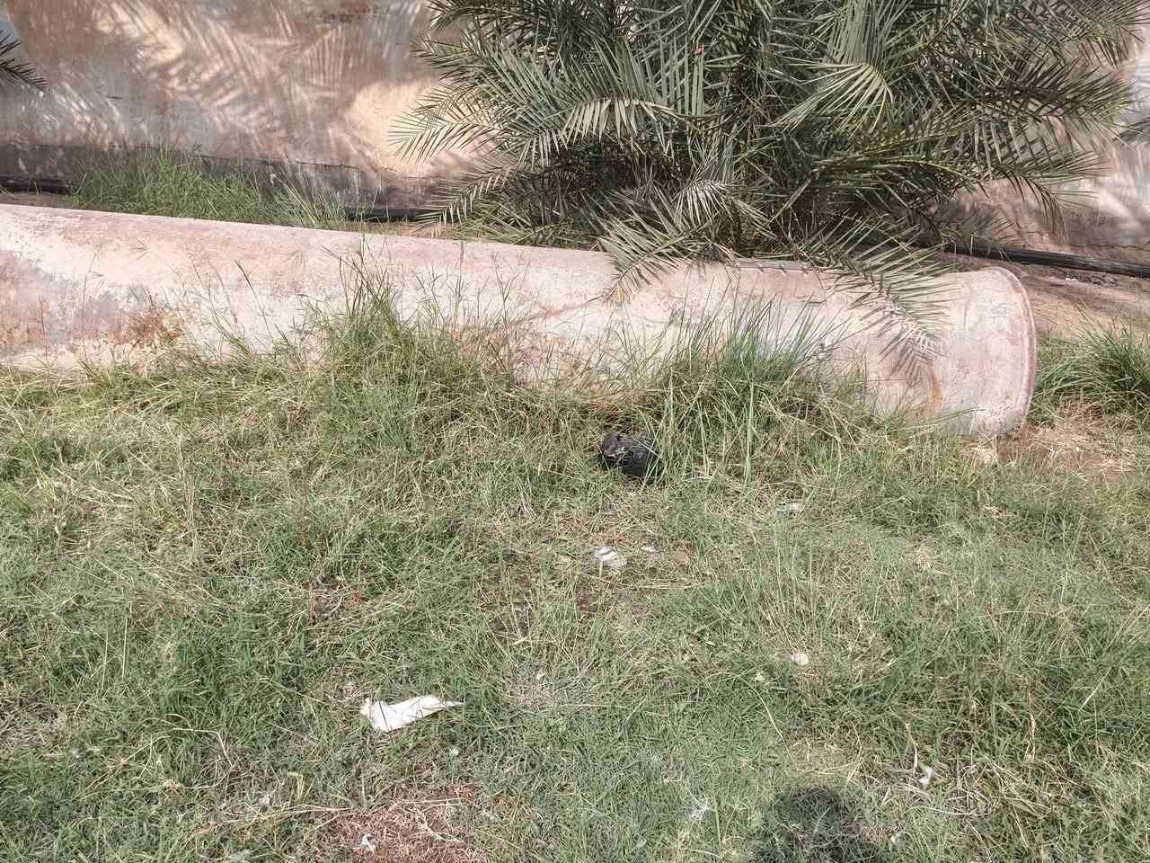 بوري حديد • ٦م • ديوانيه سنيه