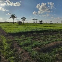طابو زراعي • سند 25 • سبع البور