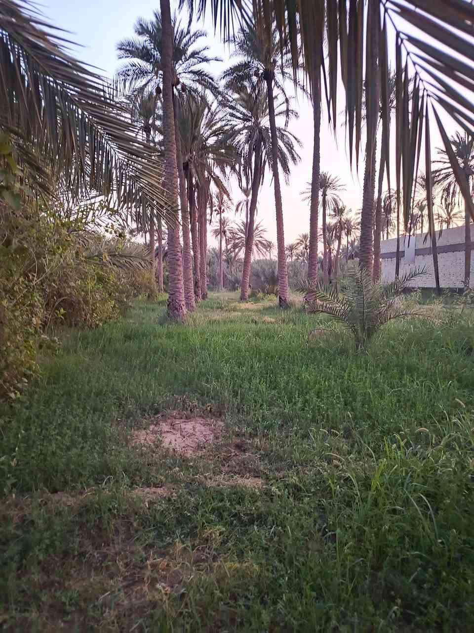 بستان • كربلاء شارع بغداد • دونم و١٩٠م