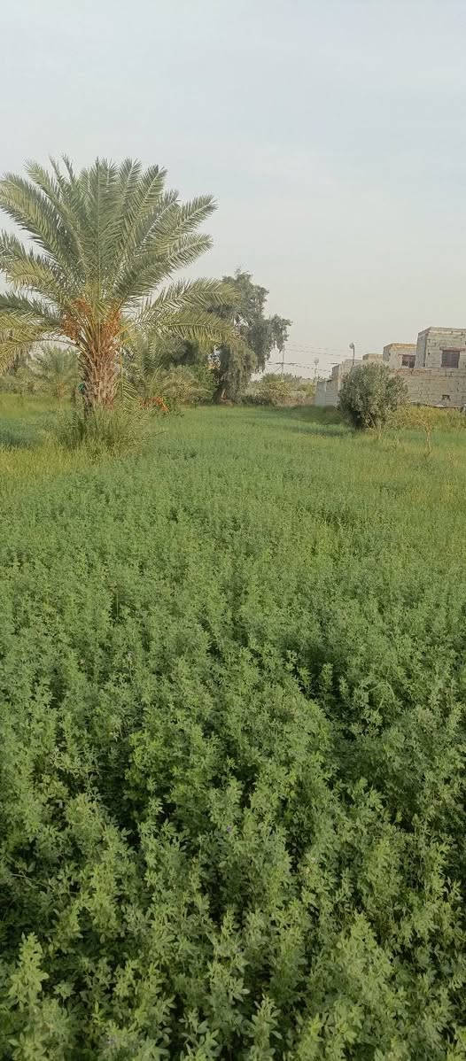 جت للبيع • قرب سيد احمد الرفاعي