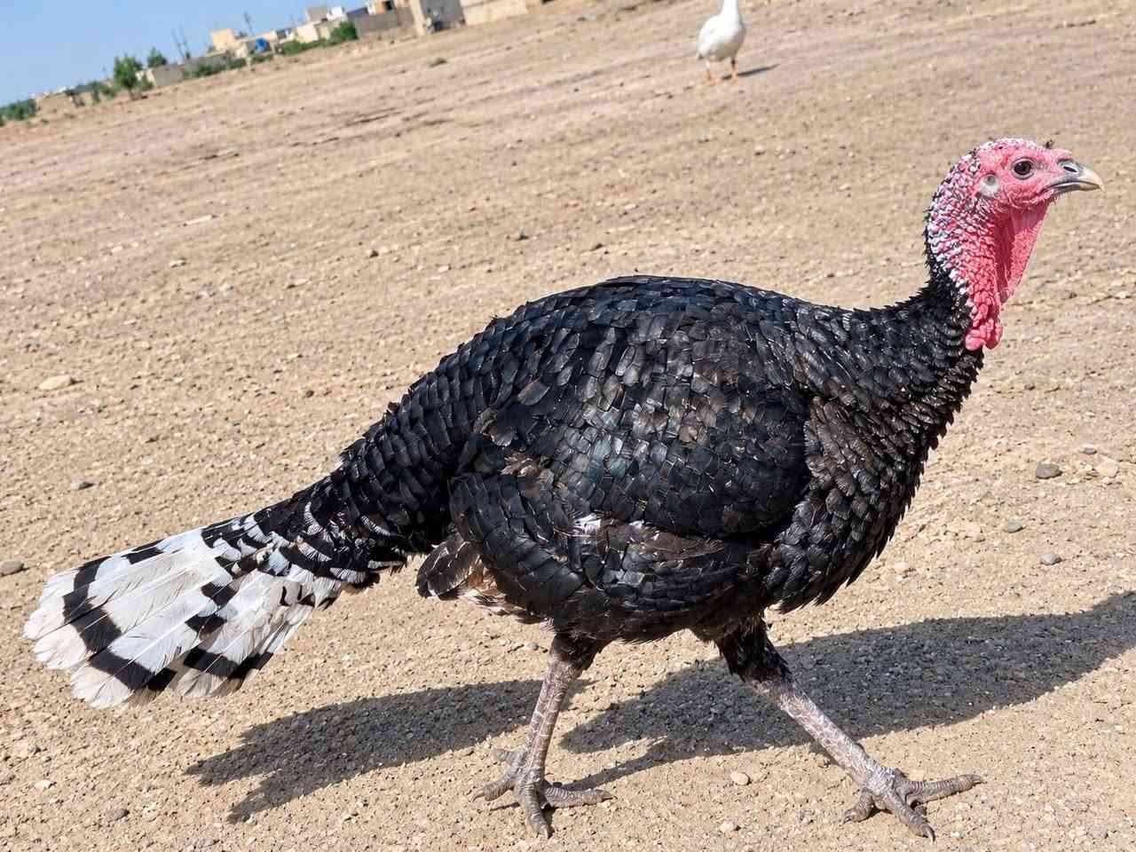 فسيفسات • ٢ فحل كبار • ١ نثية