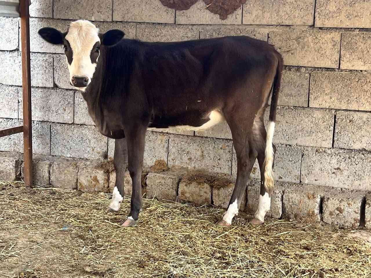 سمنتال • حوليه • ٧اشهر
